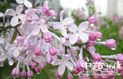 <a href='https://www.zhongyao360.com/z/dingxiang/' target='_blank'></a>