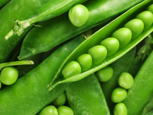 �㶹��Ӫ����ֵ�빦Ч����