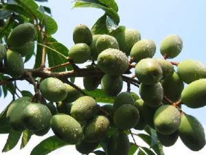 ��魵�Ӫ����ֵ�빦Ч����