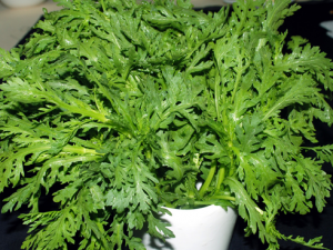 �����Ӫ����ֵ�빦Ч����