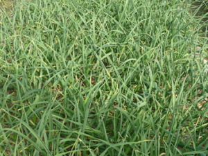 �����Ӫ����ֵ�빦Ч����