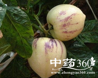 <a href='https://www.zhongyao360.com/z/renshen/' target='_blank'>人参</a>果的营养价值与吃法