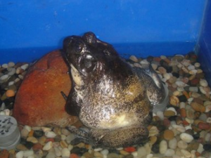 ţ�ܵ�Ӫ����ֵ�빦Ч