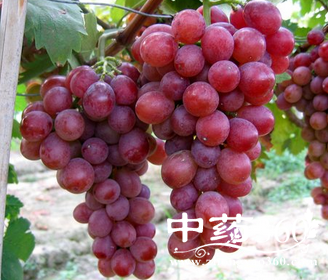 葡萄的营养价值