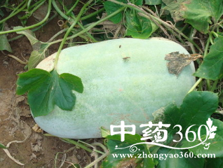 冬瓜的功效与营养价值