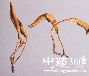 <a href='https://m.zhongyao360.com/z/aowawei/'>Τ</a>ĹЧ