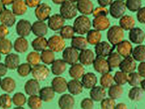 �ϳ����÷������빦������