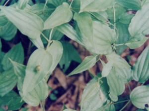 ��Ҷ�ٲ�����������ҩ����״