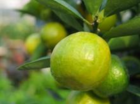 ��ȹ����������÷�����