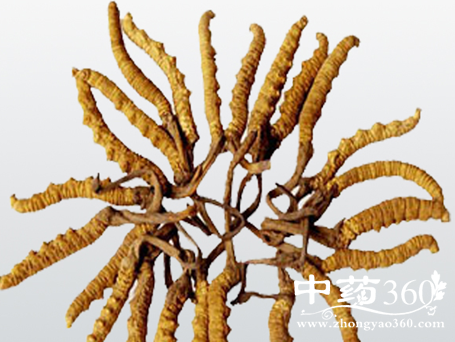 冬虫夏草的营养价值与适用人群