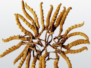 �����Ĳݵ�Ӫ����ֵ��������Ⱥ