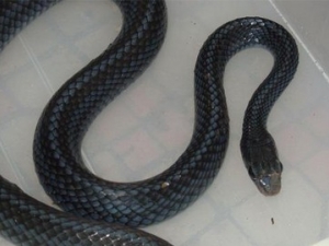 �����ߵĹ�Ч�����ý�˵��ȫ