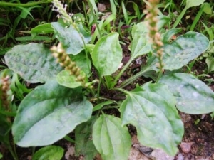 ��ǰ�ݵĸ���������Щ��