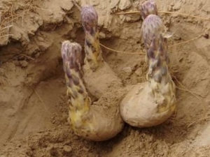 �����صĹ�Ч�����ü�ʳ�÷�����˵��ȫ