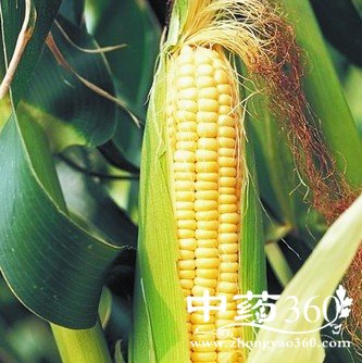 <a href='https://www.zhongyao360.com/z/yumixu/' target='_blank'></a>ĹЧʳ