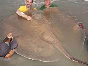 ������Ĺ�Ч����