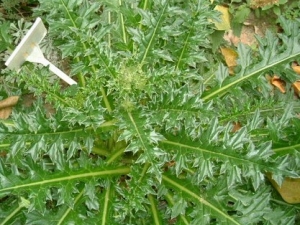 �󼻲ݵĹ�Ч����