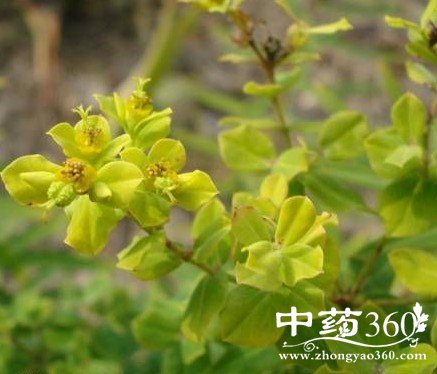 <a href='https://www.zhongyao360.com/z/daji/' target='_blank'></a>ĹЧ