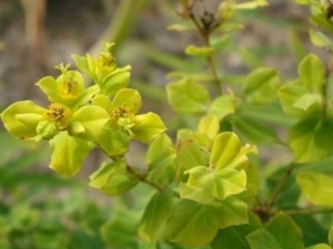 ��ꪵĹ�Ч����