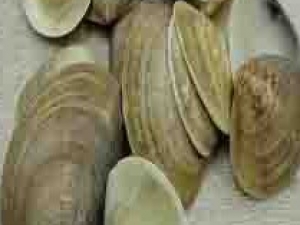 ����ǵĹ�Ч����