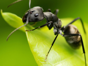 ������ǿ���Լ����׵���ҩ