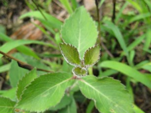 �������и�������