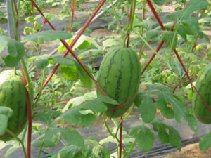 ��������ƤҲ�����β�