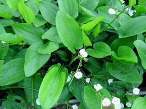 ��ҩ��к �ɽ�Ѫ֬