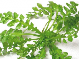 ���� ���촺���ı���Ʒ