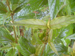 ��ҩţϥ���ֵ�