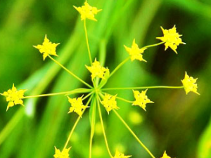 ����Ĺ�Ч��������֪����