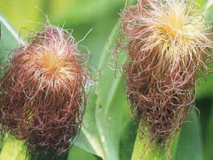 ������Ҳ�����β�