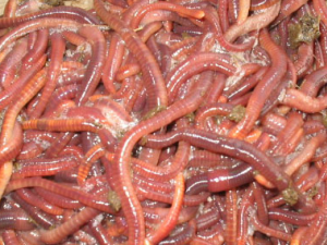 �����Ĺ�Ч������