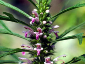 ������ҩ��ĸ�������ط�