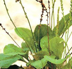 ��ǰ����ʮ����β��鷽