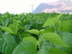 ɣҶ��ˮ���ļ���ð