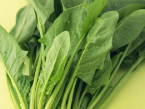 ����Ԥ���̴���ʳ���