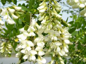 ������ʳ�ƹ�Ч