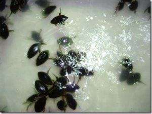 �й�����ƫ��