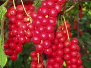 ��ζ�ӵ�ʳ�ƹ�Ч