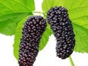 ��ҽ��ɣ�ص�ҩ�ü�ֵ