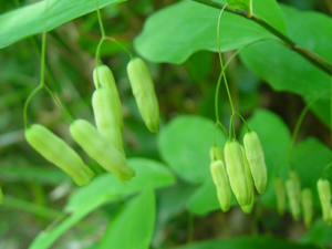 ��ҩ�ƾ����Ƹ�Ѫѹ