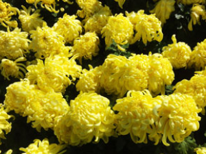 �ջ�ҩ�ŵĹ�Ч