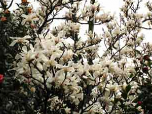 ����Ƥ��������������ɢ