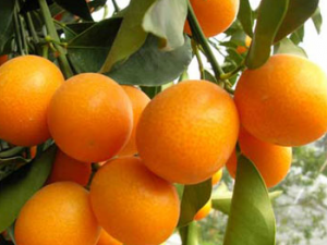 ������ƺ���ʹ��