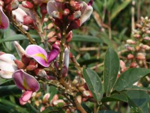 �Բ�������ҩ��Ч����