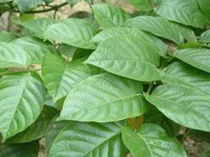 ���ٵ�ҩ�ù�Ч