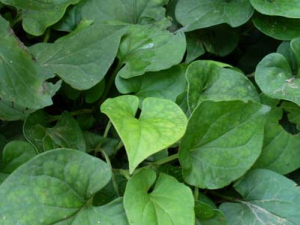 �ѹ�Ӣ�Ĺ�Ч������