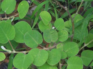 ��Ǯ�ݵĹ�Ч������