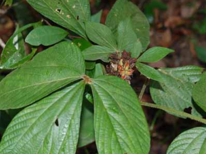 ǧ�ﲦ�Ĺ�Ч������